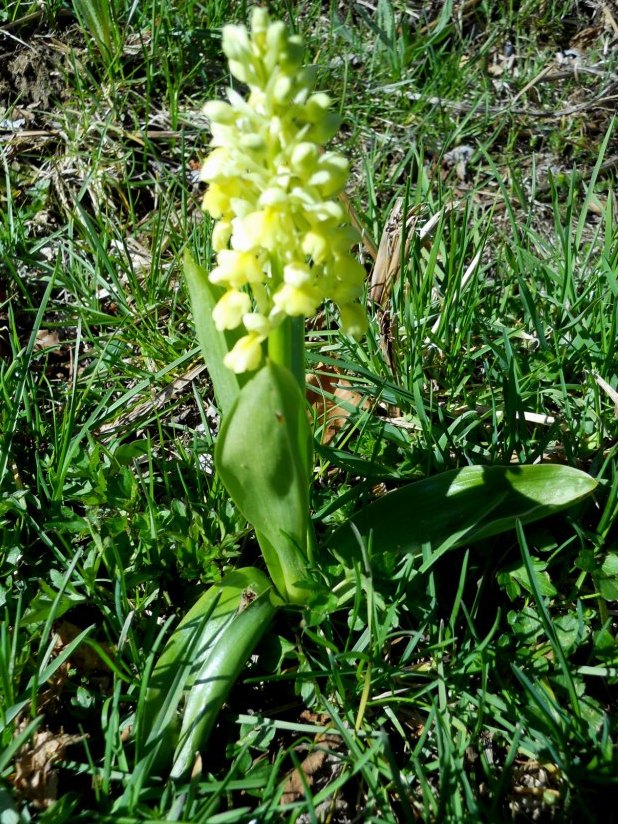 da identificare: Orchis pallens